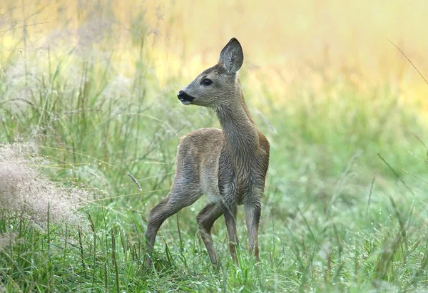 Kleines Reh — Stockfoto