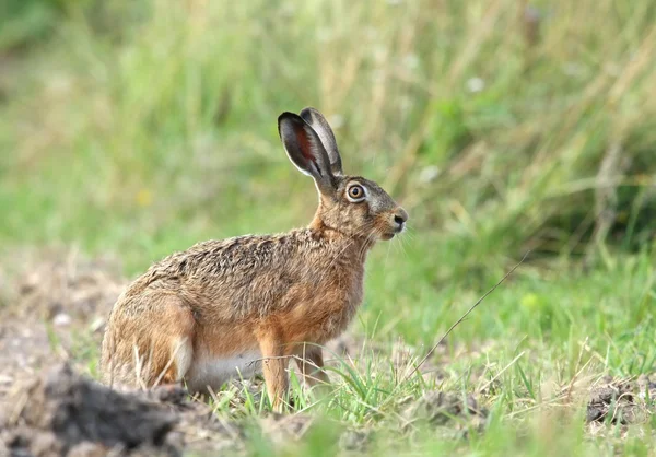 Wild hare — Stock Photo, Image