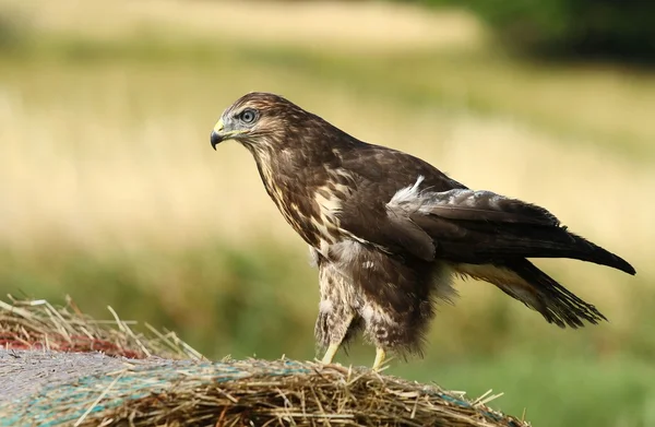 Buzzard castanho — Fotografia de Stock