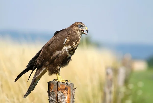 Ormvråk — Stockfoto