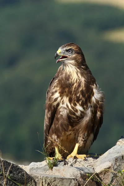 Majestätiska buzzard — Stockfoto