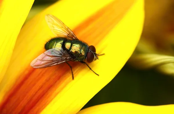 Mosca verde — Fotografia de Stock