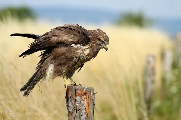 Buizerd afschudden — Stockfoto