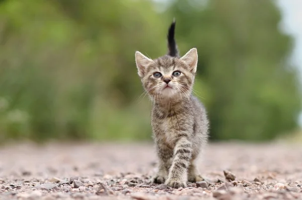 Kitty no caminho — Fotografia de Stock
