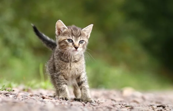 Cute kitten — Stock Photo, Image