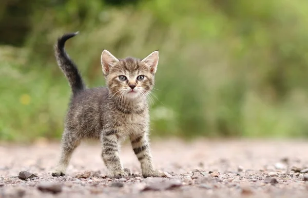 Cute kitty — Stock Photo, Image