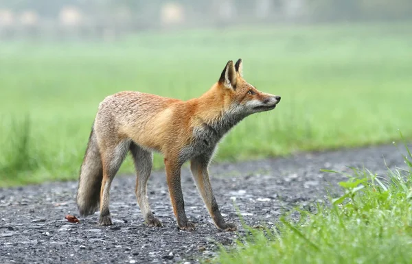 Fox poszukuje — Zdjęcie stockowe