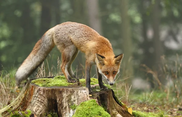 Fuchs auf Baumstumpf — Stockfoto