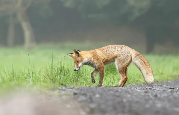 Fox dinleme — Stok fotoğraf