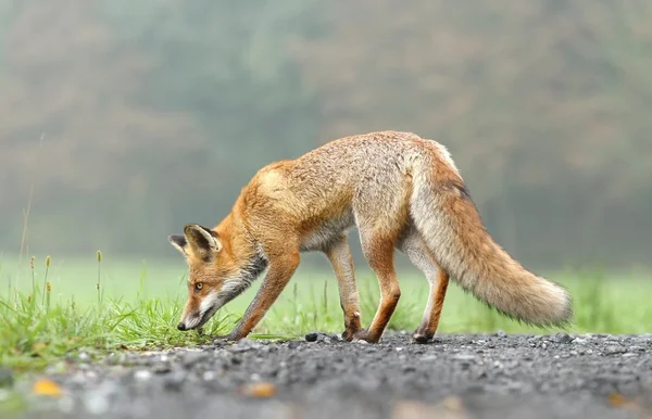Fox sniffning — Stockfoto