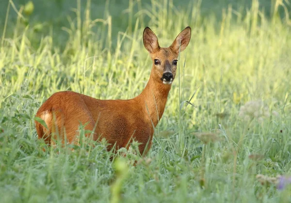 Reh-Weibchen — Stockfoto