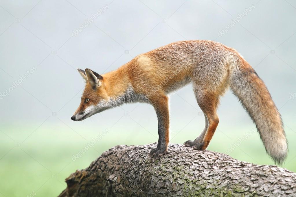Fox on log