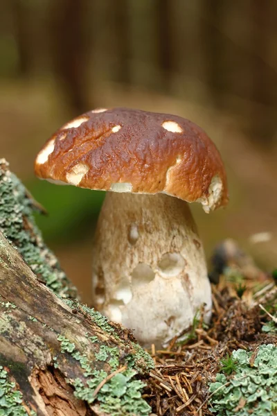 Boletus — Stock Photo, Image