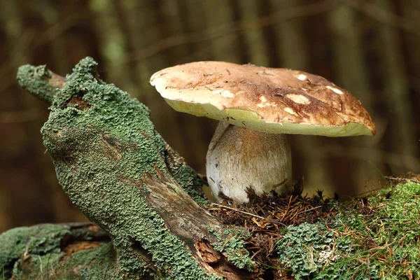 Large boletus — Stock Photo, Image