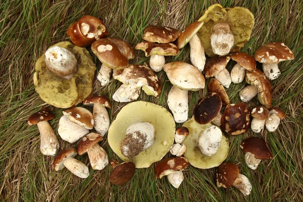 Many mushrooms — Stock Photo, Image