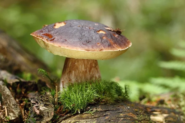 Mushroom boletus — Stock Photo, Image