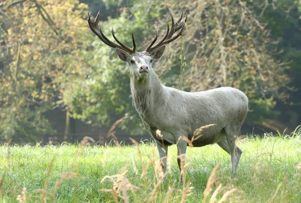 White deer male — Stock Photo, Image