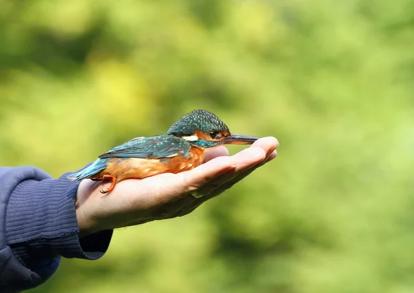 Kingfisher en la mano — Foto de Stock