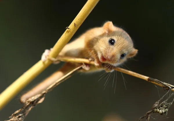 Niedliche kleine Siebenschläfer — Stockfoto