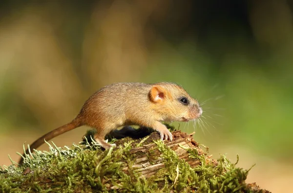 Bebek Fındık faresi — Stok fotoğraf