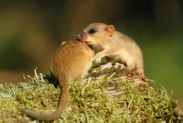 Dormouses playing — Stock Photo, Image