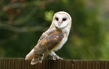 Tyto alba