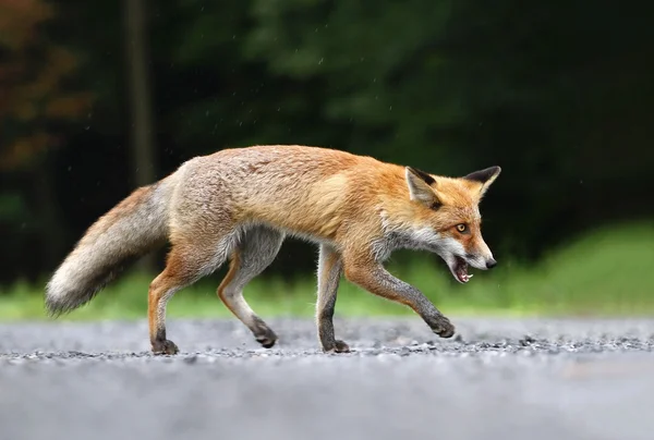 Fox sotto la pioggia — Foto Stock