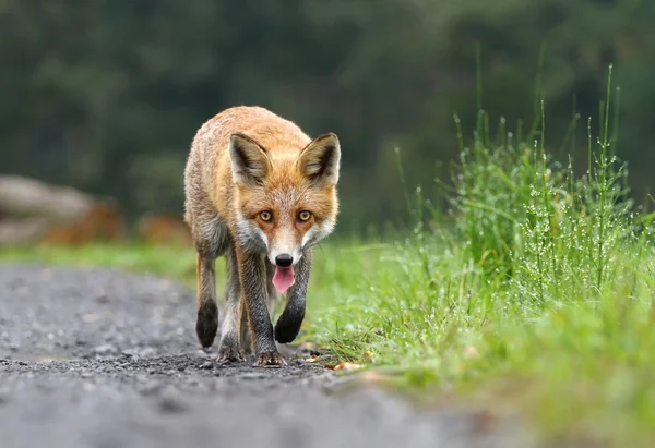 Fox promenader — Stockfoto