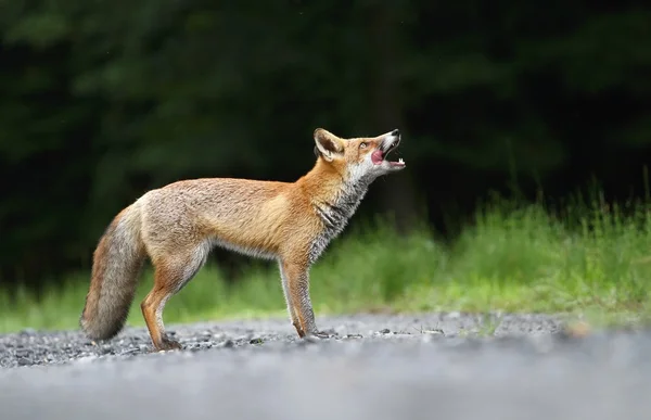 Fox bekliyor — Stok fotoğraf