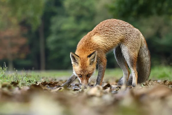 Fox sniffning — Stockfoto