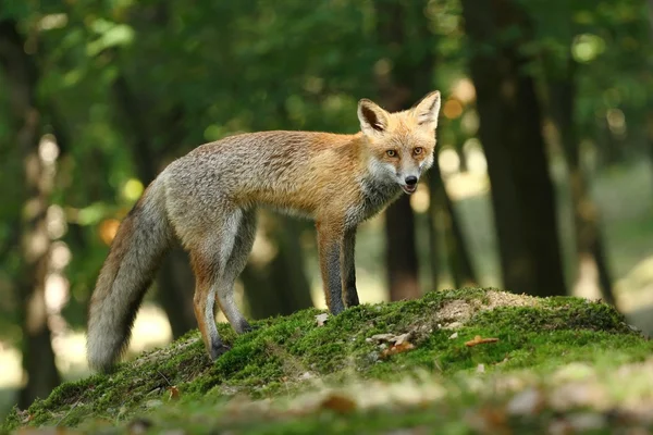 Fox en el bosque —  Fotos de Stock