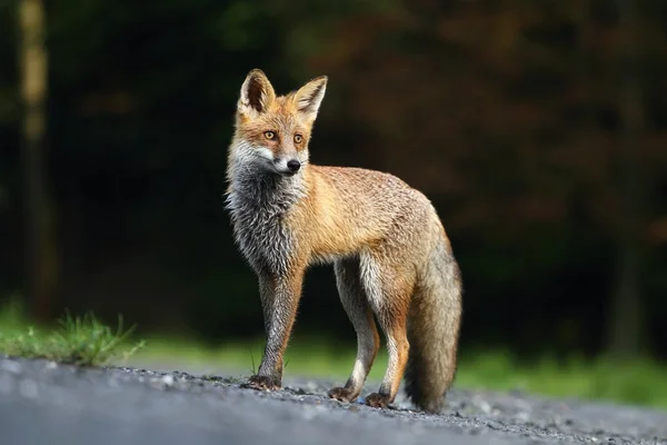 Anmutiger Fuchs — Stockfoto