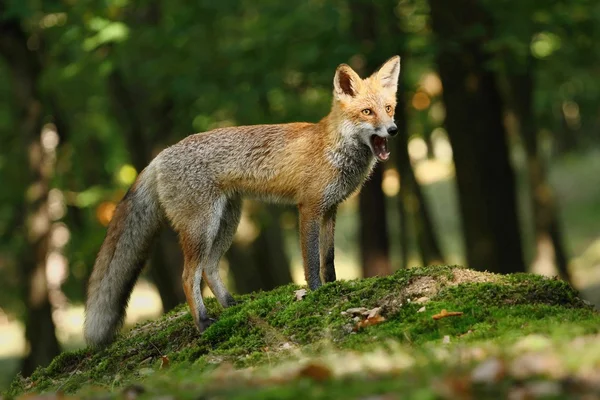 Volpe che sbadiglia — Foto Stock