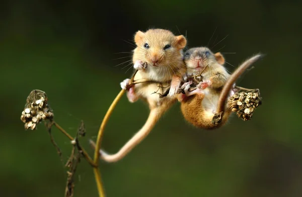 Siebenschläfer schlafen — Stockfoto