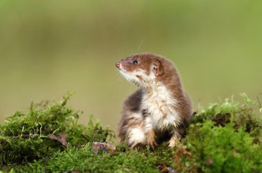 Moss üzerinde sansar