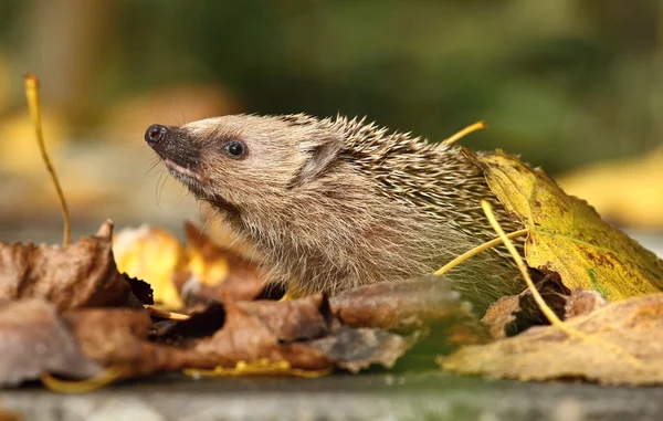 Roztomilý Ježek šňupání — Stock fotografie