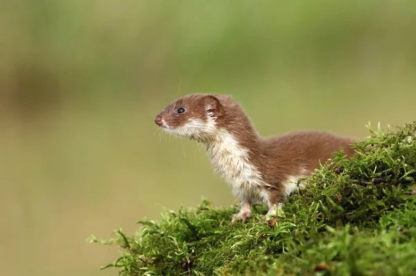 Nice weasel — Stock Photo, Image