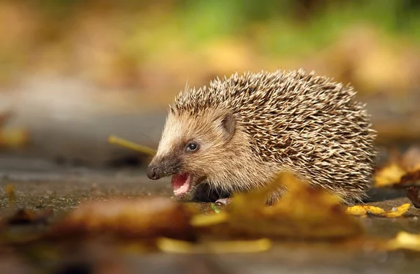 ハリネズミの食生活 — ストック写真