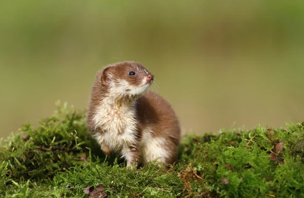 Little weasel — Stock Photo, Image
