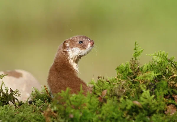 Cute weasel — Stock Photo, Image