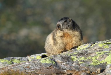 kayanın üzerinde bir sıçan