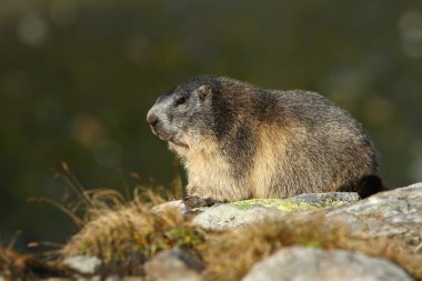 Yetişkin bir sıçan