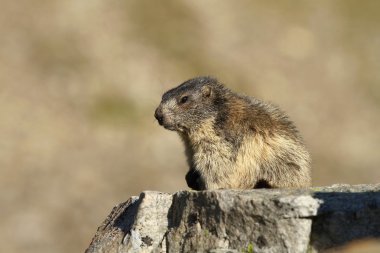 küçük bir sıçan