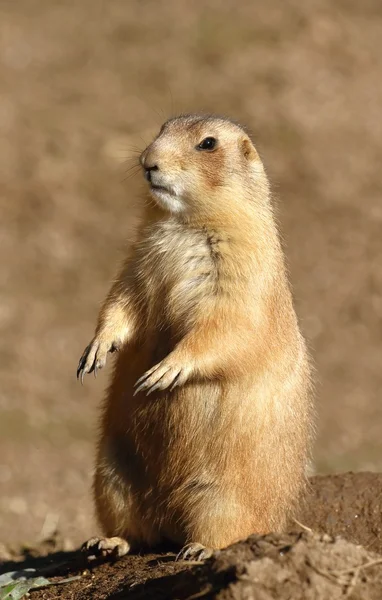 Afrikaanse eekhoorn staande — Stockfoto