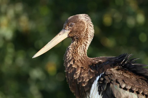 Schwarzstorch-Porträt — Stockfoto