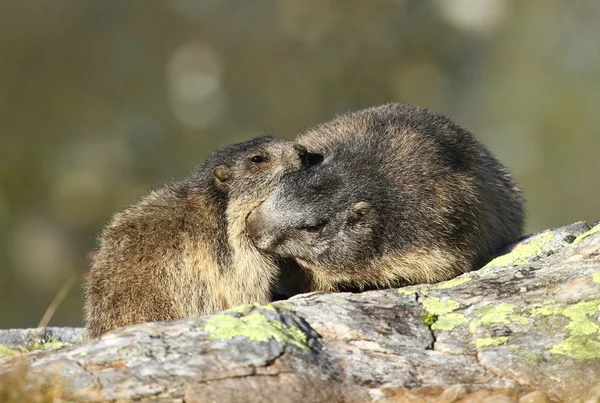 Beijo de marmota — Fotografia de Stock