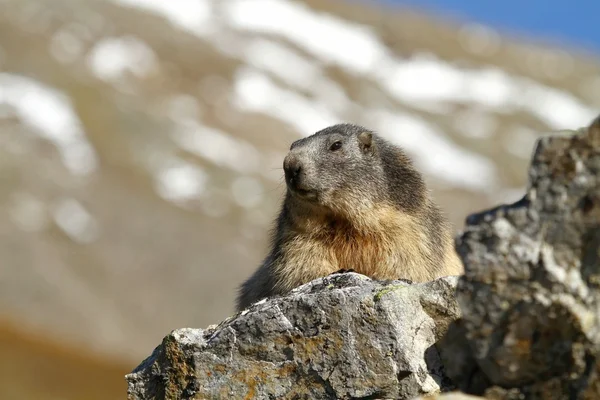 Alpine marmot — Stock Photo, Image