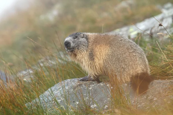 Marmota de outono — Fotografia de Stock