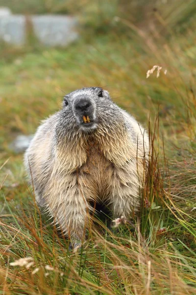 Overgewicht marmot — Stockfoto