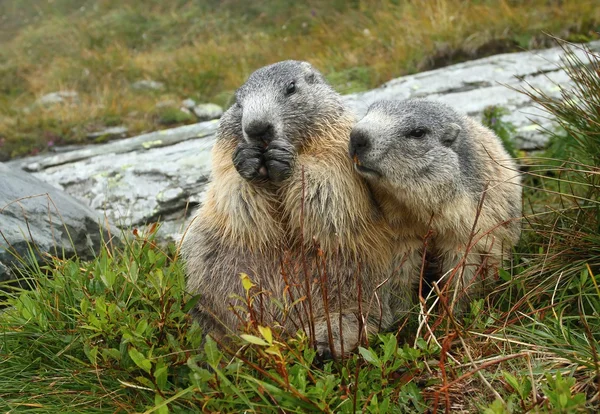 Marmot — Stock Photo, Image